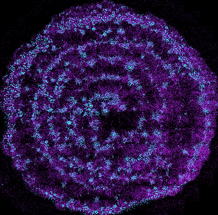 mimiX Biotherapeutics推出首台声学生物3D打印机：cymatiX