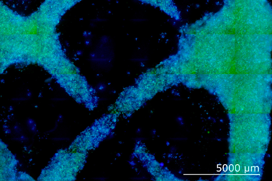 科学家开发出未来可生产生态友好型家具的新型3D双色木材材料-秀美