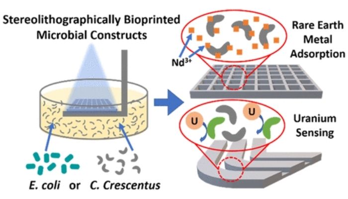 科学家开发出 3D 打印活微生物的新方法