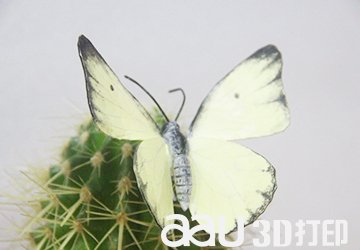 我们用3D打印把蝴蝶的“身体”大开