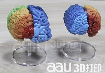 3D打印人体医疗模型彩色大脑结构模型  教学模型 展示展览