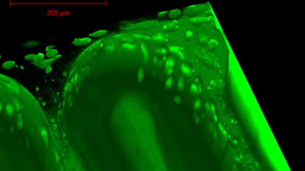 科学家3D打印芯片胎盘，研究从母亲到孩子的营养转运