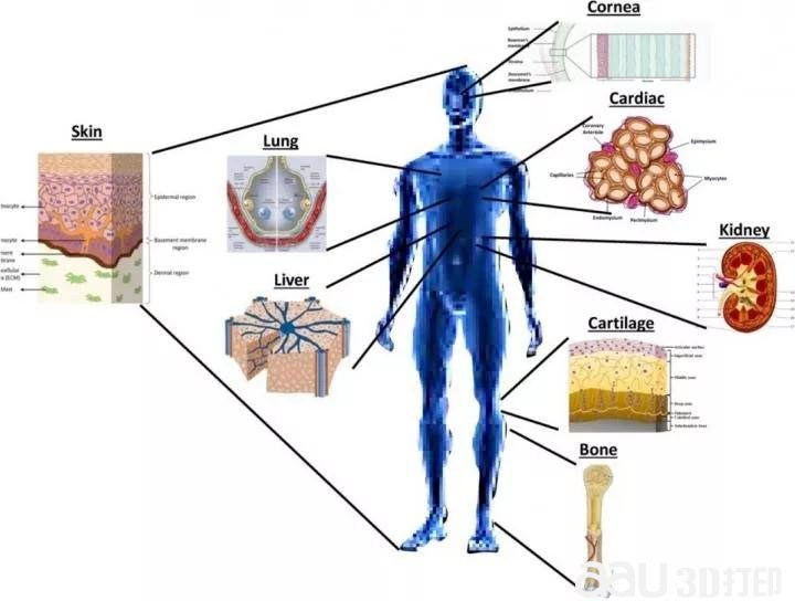 3D打印器官还有多远？